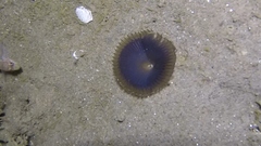 Myxicola