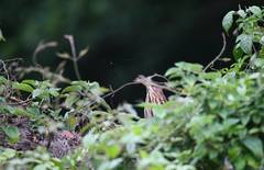 Ixobrychus eurhythmus