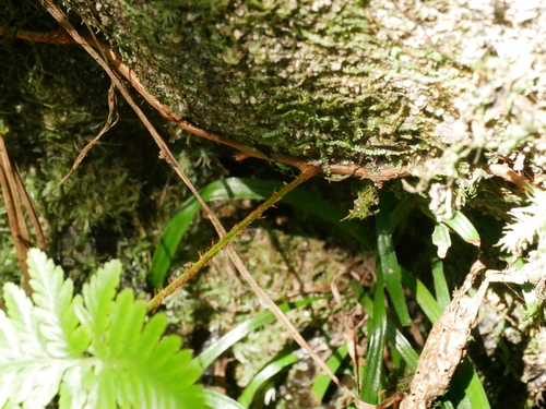 Image of Davallia repens by (c) Jacy Chen, some rights reserved (CC BY)