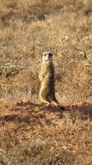 Suricata suricatta