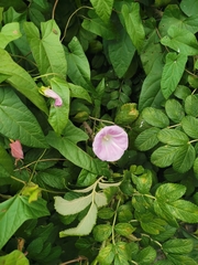 Calystegia sepium spectabilis