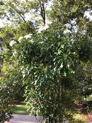 Plumeria pudica
