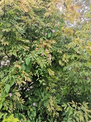 Calystegia sepium spectabilis