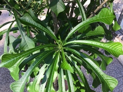 Plumeria pudica