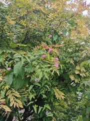 Calystegia sepium spectabilis