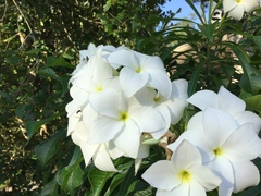 Plumeria pudica