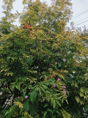 Calystegia sepium spectabilis