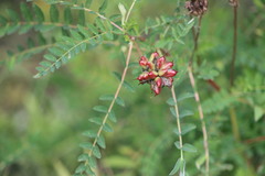 Astragalus uliginosus