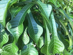 Plumeria pudica