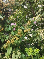 Calystegia sepium spectabilis