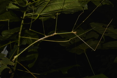 Phobaeticus serratipes