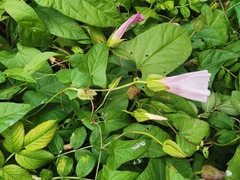 Calystegia sepium spectabilis
