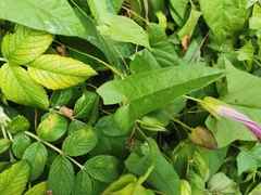 Calystegia sepium spectabilis
