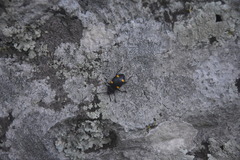 Eumorphus quadriguttatus