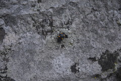 Eumorphus quadriguttatus