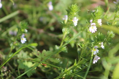Euphrasia × vernalis