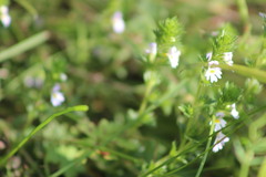Euphrasia × vernalis