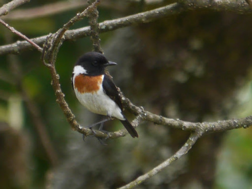 African Stonechat