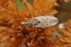 Nysius senecionis