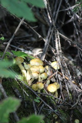 Suillus sibiricus
