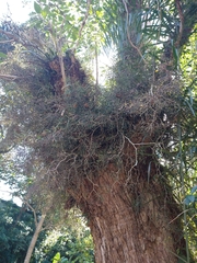 Hatiora salicornoides