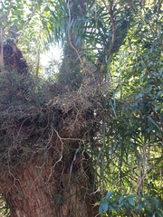 Hatiora salicornoides