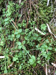 Galium formosense