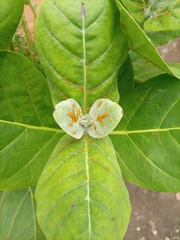 Calotropis procera image