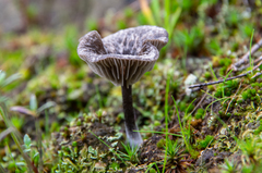 Entoloma percrinitum