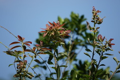 Machilus thunbergii