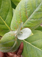 Calotropis procera image