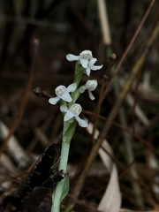 Platanthera brevicalcarata