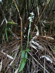 Platanthera brevicalcarata