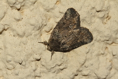 Bryophilinae
