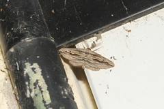 Ecleora solieraria