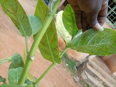 Calotropis procera image