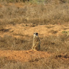 Suricata suricatta