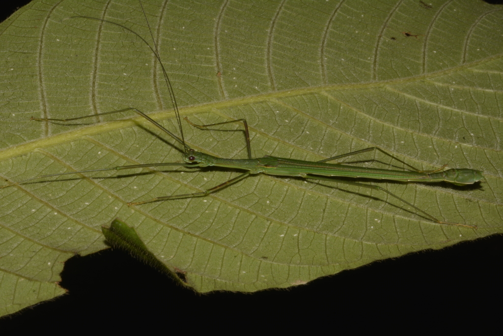 Necroscia ingenua