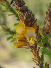Pultenaea tuberculata