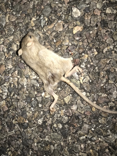 Hispid Pocket Mouse
