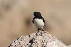 Oenanthe albonigra