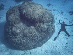 Porites lobata