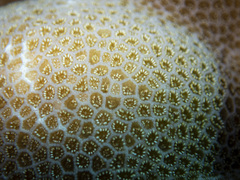 Porites lobata
