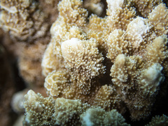 Montipora hispida