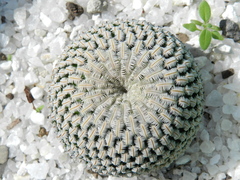Mammillaria pectinifera