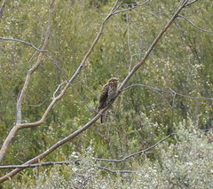 Cacomantis variolosus variolosus