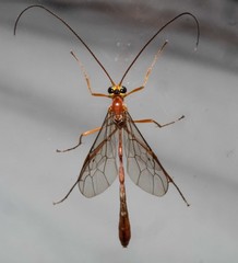 Dicamptus fuscicornis