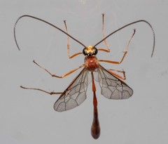 Dicamptus fuscicornis