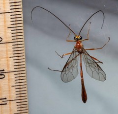 Dicamptus fuscicornis