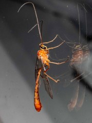 Dicamptus fuscicornis